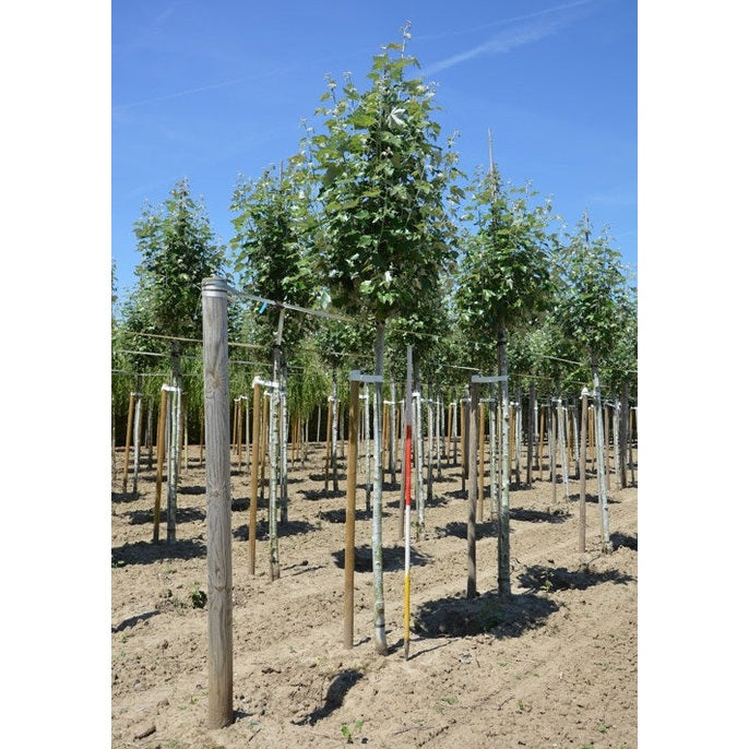 Silverpoppel - Populus alba 'Raket' - Stammens omkrets 18-20 cm, höjd 4 +/- meter, HS,